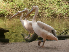 Pelecanus onocrotalus
