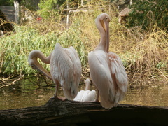 Pelecanus onocrotalus