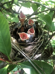Cardinalis cardinalis