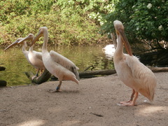 Pelecanus onocrotalus
