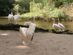 Pelecanus onocrotalus