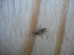 Bibio xanthopus