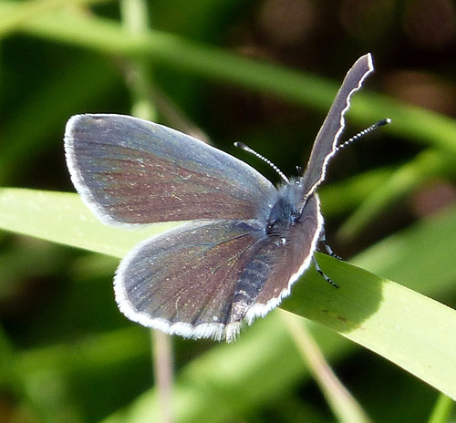 Small Blue