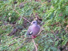Patagioenas corensis