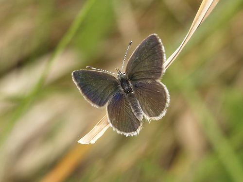 Small Blue