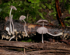 Coprinopsis coniophora