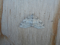 Lobophora