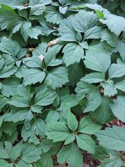 Pachysandra