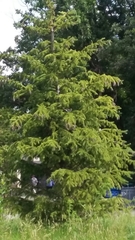 Spizella passerina