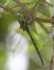 Coryphaeschna ingens