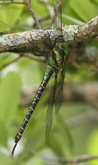 Coryphaeschna ingens