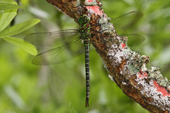 Coryphaeschna ingens