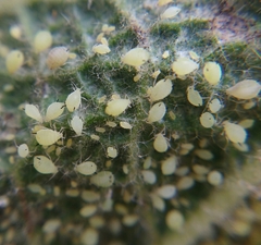 Aphis verbasci