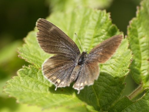 Short-tailed Blue