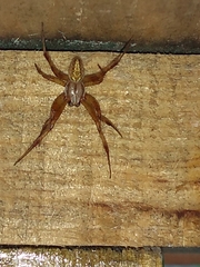 Neoscona oaxacensis