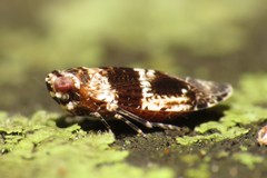 Catonia texana