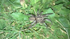 Chaetopelma olivaceum