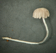 Coprinopsis coniophora
