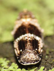 Catonia texana