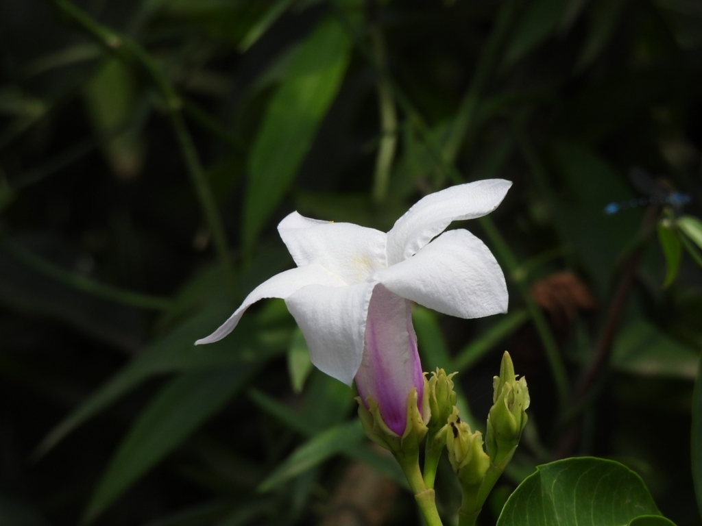 Cryptostegia grandiflora, X7XF+85, 80957 Recoveco, Sin., México