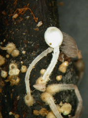 Coprinopsis coniophora
