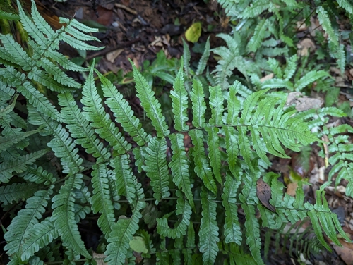 Dryopteris decipiens iNat (1)