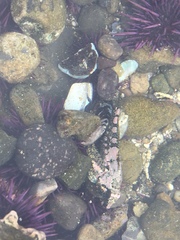 Oligocottus rubellio