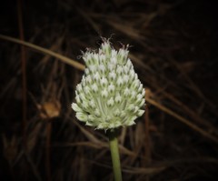 Allium guttatum tenorei