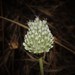 Allium guttatum tenorei - Photo (c) Σάββας Ζαφειρίου (Savvas Zafeiriou), μερικά δικαιώματα διατηρούνται (CC BY-NC), uploaded by Σάββας Ζαφειρίου (Savvas Zafeiriou)