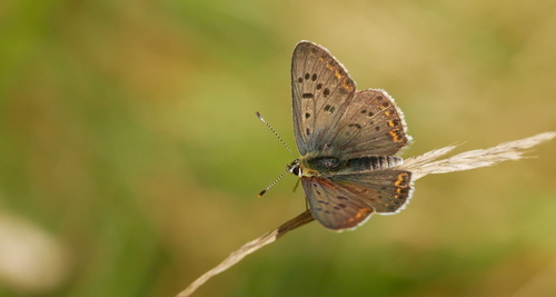 Sooty Copper, Noordoostelijk van Schaarsbergen, Arnhem, Nederland, photo 7 of 10