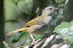 Arremonops chloronotus