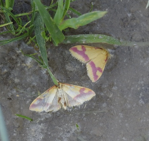 Shasta Pyrausta photo 4