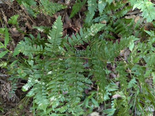 Dryopteris kinkiensis iNat (1)