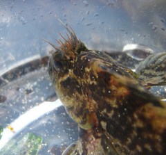 Hypsoblennius gilberti