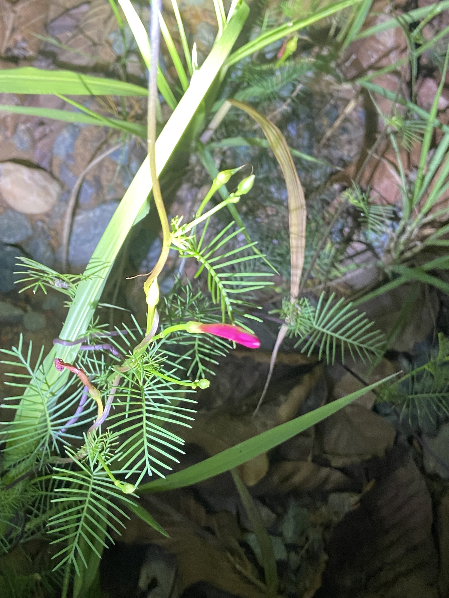 Ipomoea quamoclit — ảnh 3