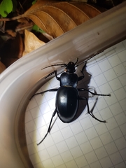Carabus glabratus