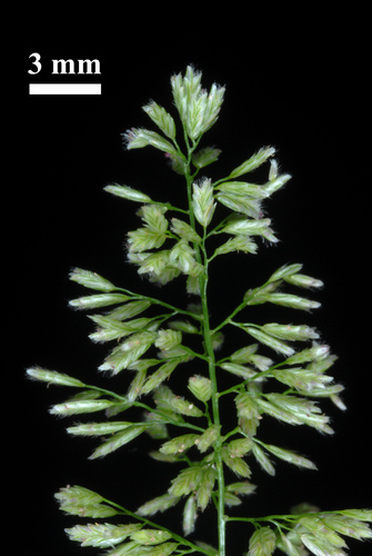 Eragrostis ciliaris