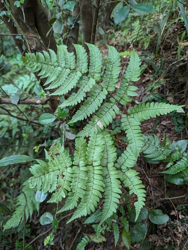 Dryopteris medioxima iNat (1)