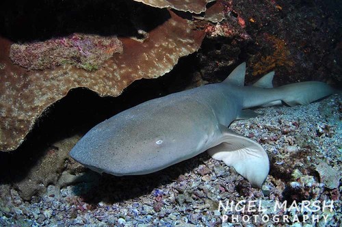 Tawny Nurse Shark