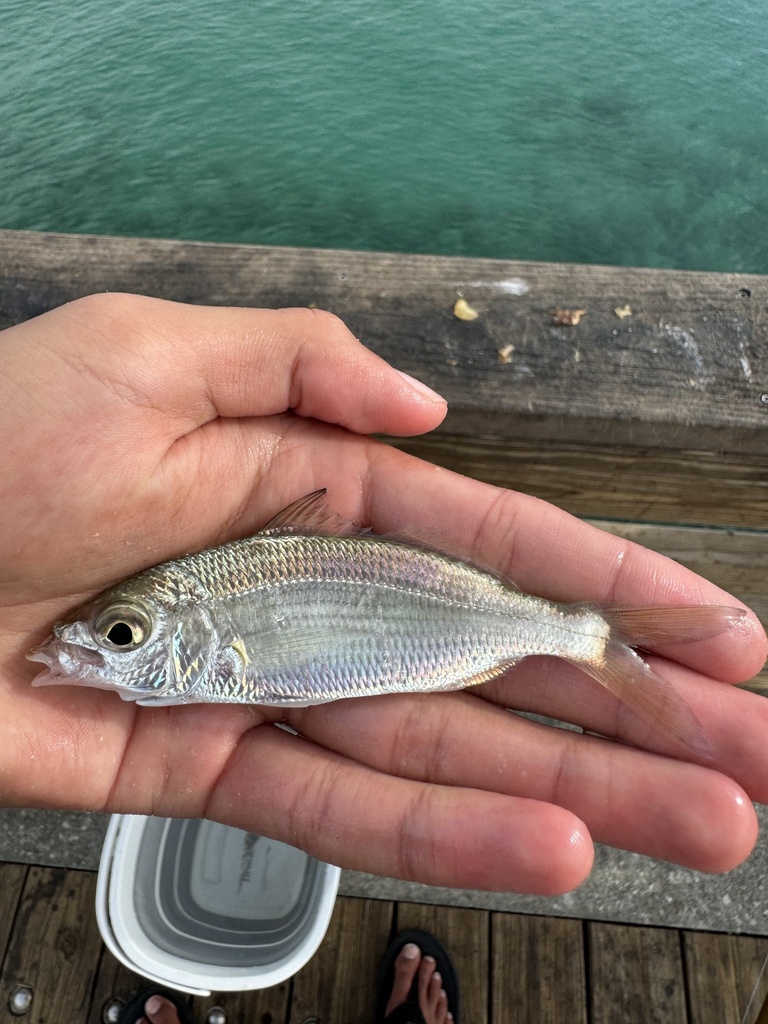 Spotfin Mojarra