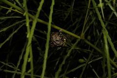 Polistes mongolicus