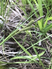 Carex lenticularis