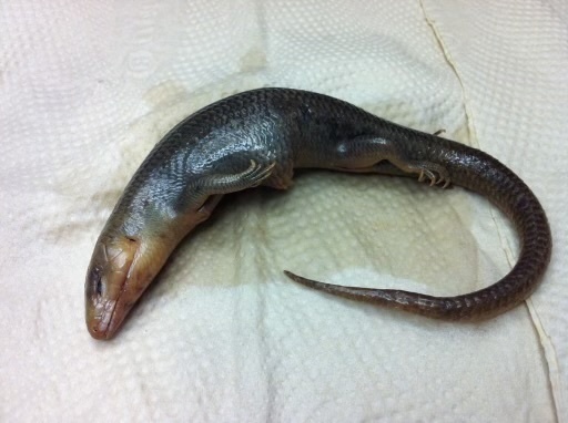 Smith's Skink