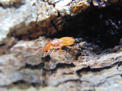 Zootermopsis laticeps