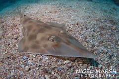 Aptychotrema rostrata