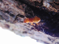 Zootermopsis laticeps