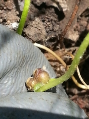 Dichondra donelliana
