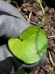 Dichondra donelliana