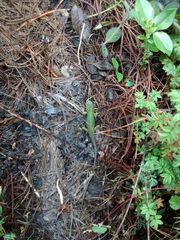 Sceloporus formosus