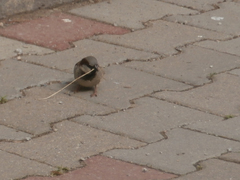 Passer domesticus